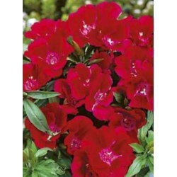 nasiona Godecja Meteor karminowo-szkarła swikx184