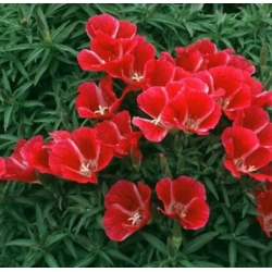 nasiona Godecja Meteor karminowo-szkarła swikx184