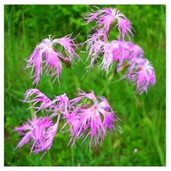 nasiona Goździk wspaniały swikx123