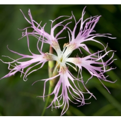 nasiona Goździk wspaniały swikx123