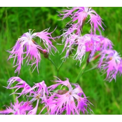 nasiona Goździk wspaniały swikx123