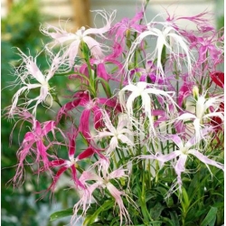 nasiona Goździk wspaniały swikx123