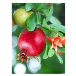 nasiona owoców Granat niski