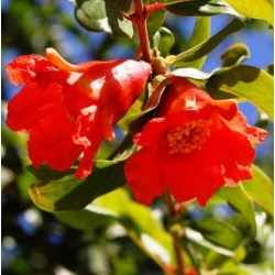 nasiona owoców Granat niski