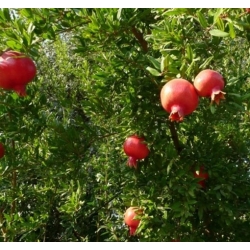 nasiona owoców Granat niski