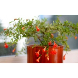 nasiona owoców Granat niski