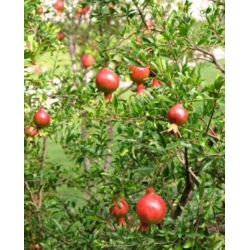 nasiona owoców Granat niski