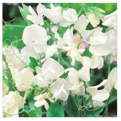 nasiona Groszek pachnący biały swikx125