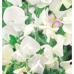 nasiona Groszek pachnący biały swikx125