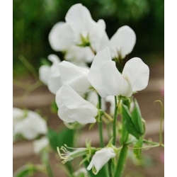 nasiona Groszek pachnący biały swikx125