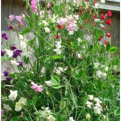 nasiona Groszek pachnący biały swikx125