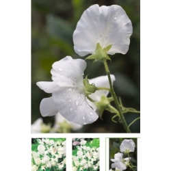 nasiona Groszek pachnący biały swikx125