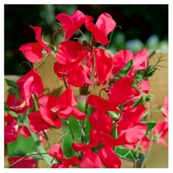 nasiona Groszek pachnący czerwony swikx132