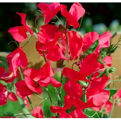 nasiona Groszek pachnący czerwony swikx132