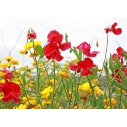 nasiona Groszek pachnący czerwony swikx132