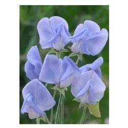 nasiona Groszek pachnący niebieski swikx214