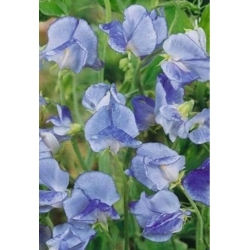 nasiona Groszek pachnący niebieski swikx214