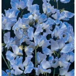 nasiona Groszek pachnący niebieski swikx214