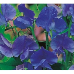 nasiona Groszek pachnący niebieski swikx214