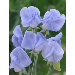 nasiona Groszek pachnący niebieski swikx214