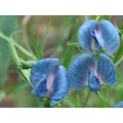 nasiona Groszek pachnący niebieski swikx214