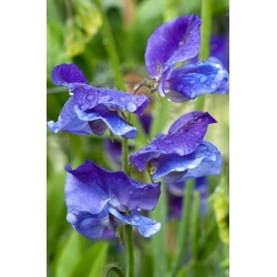 nasiona Groszek pachnący niebieski swikx214