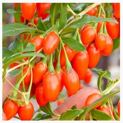 nasiona owoców Jagody goji