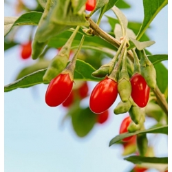 nasiona owoców Jagody goji