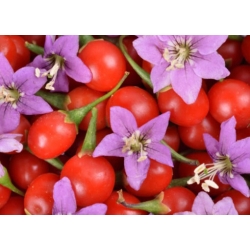 nasiona owoców Jagody goji