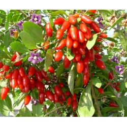 nasiona owoców Jagody goji