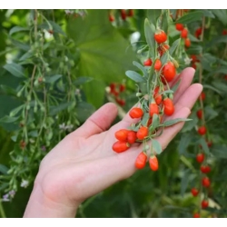 nasiona owoców Jagody goji