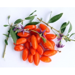 nasiona owoców Jagody goji