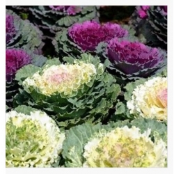 nasiona Kapusta ozdobna swikx133