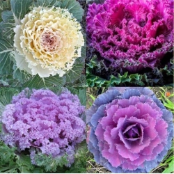 nasiona Kapusta ozdobna swikx133