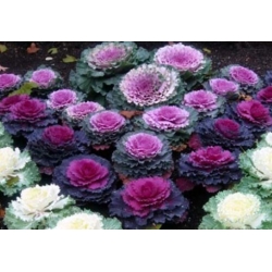 nasiona Kapusta ozdobna swikx133