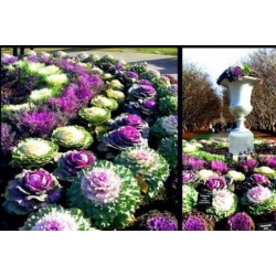 nasiona Kapusta ozdobna swikx133