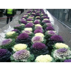 nasiona Kapusta ozdobna swikx133