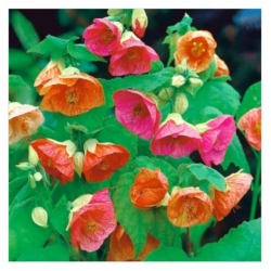 nasiona Klonik pokojowy swikx254