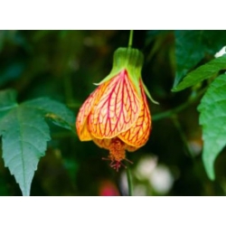 nasiona Klonik pokojowy swikx254