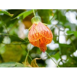 nasiona Klonik pokojowy swikx254