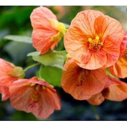 nasiona Klonik pokojowy swikx254