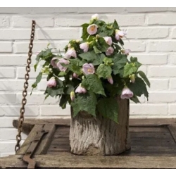 nasiona Klonik pokojowy swikx254