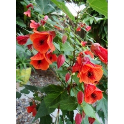 nasiona Klonik pokojowy swikx254