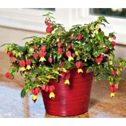 nasiona Klonik pokojowy swikx254