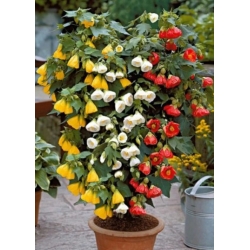 nasiona Klonik pokojowy swikx254