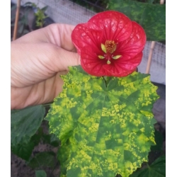 nasiona Klonik pokojowy swikx254