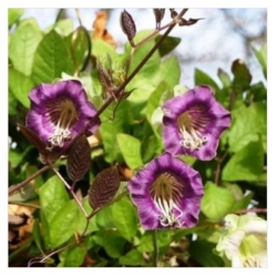 nasiona Kobea pnąca fioletowa swikx221