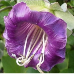 nasiona Kobea pnąca fioletowa swikx221