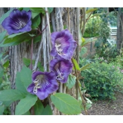 nasiona Kobea pnąca fioletowa swikx221