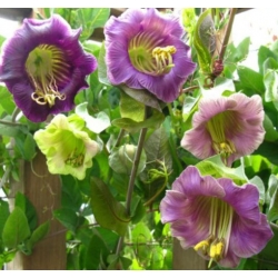 nasiona Kobea pnąca fioletowa swikx221